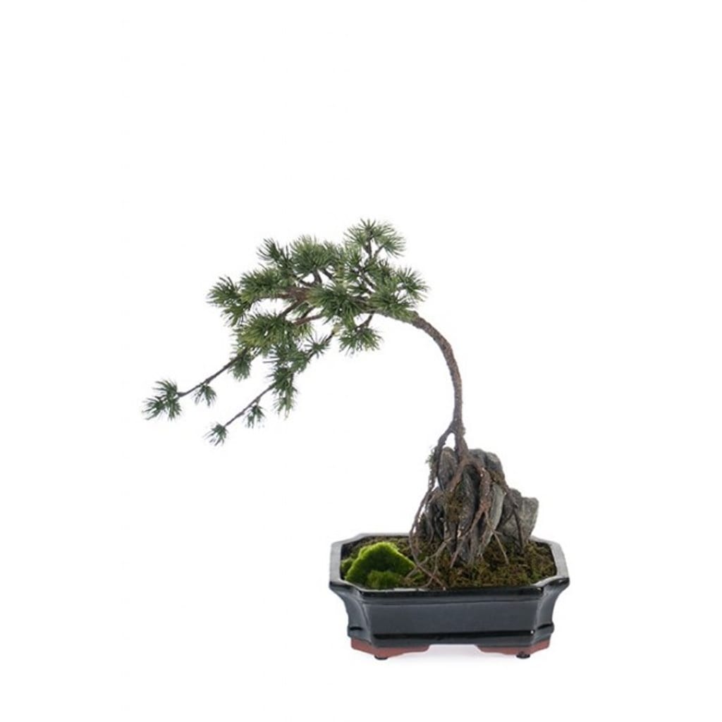 Bonsai 40cm