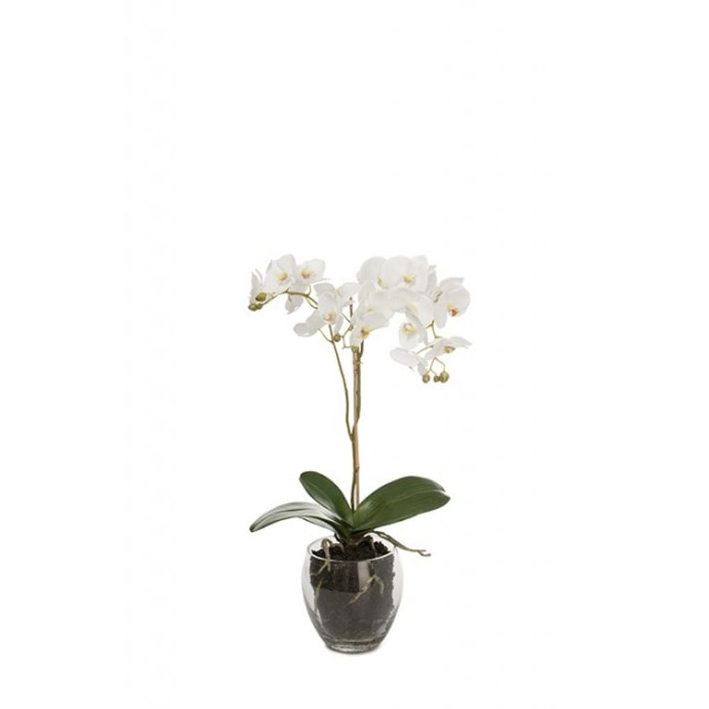 Phalaenopsis 65cm