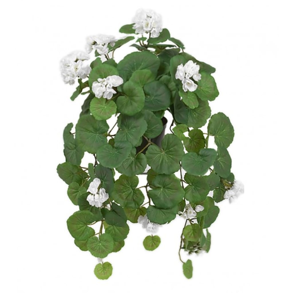 Geranium hengende hvit