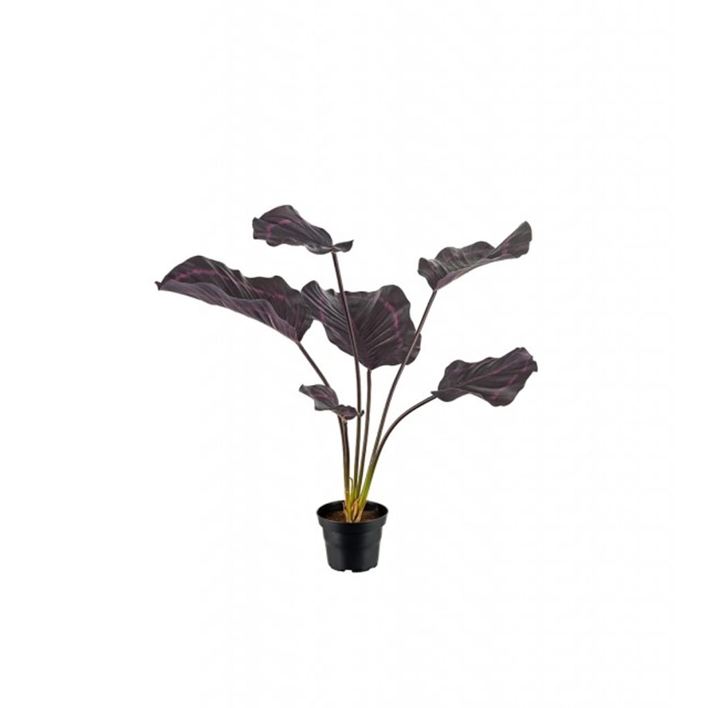 Calathea 55cm