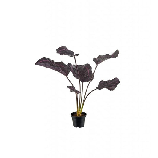 Calathea 55cm