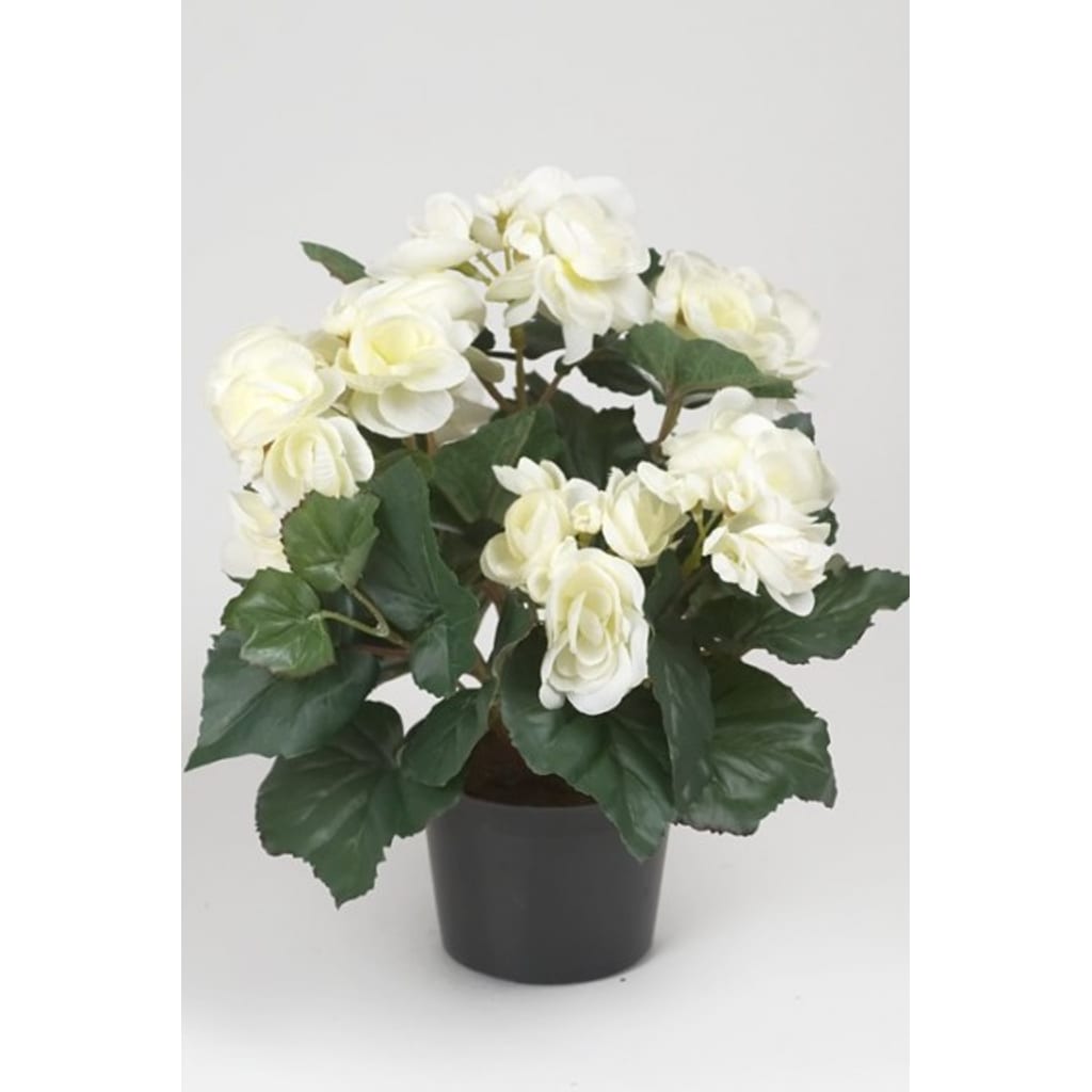 Begonia 28cm Hvit