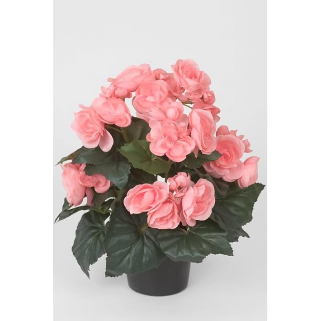 Begonia 28cm Rosa