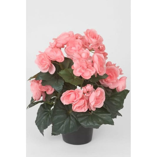 Begonia 28cm Rosa