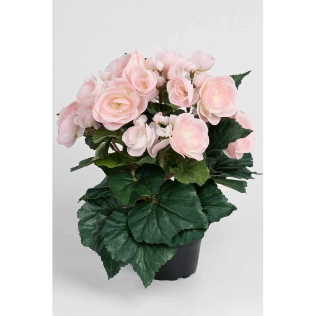 Begonia 28cm Lys Rosa
