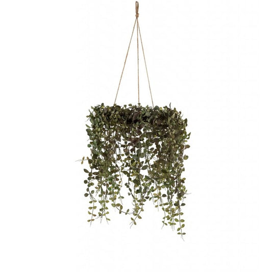 Senecio 45cm