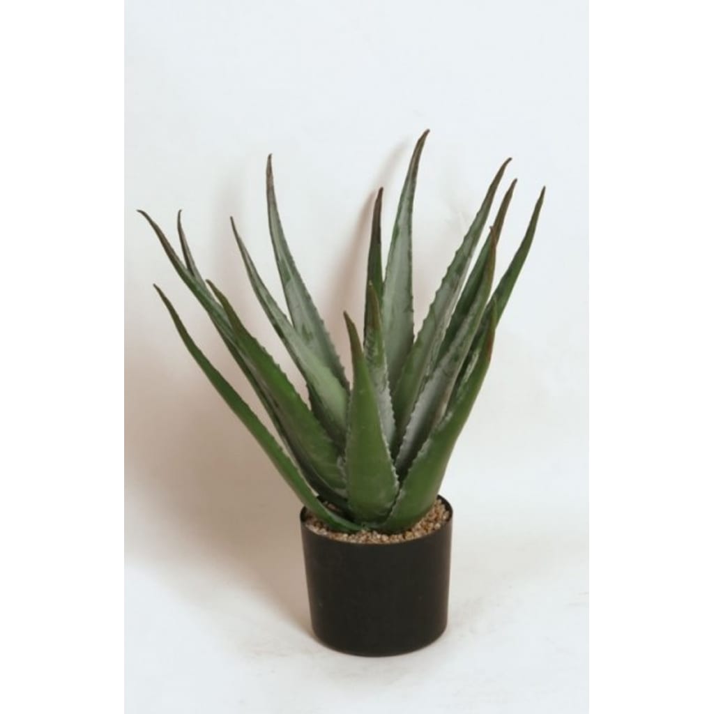 Aloe 50cm