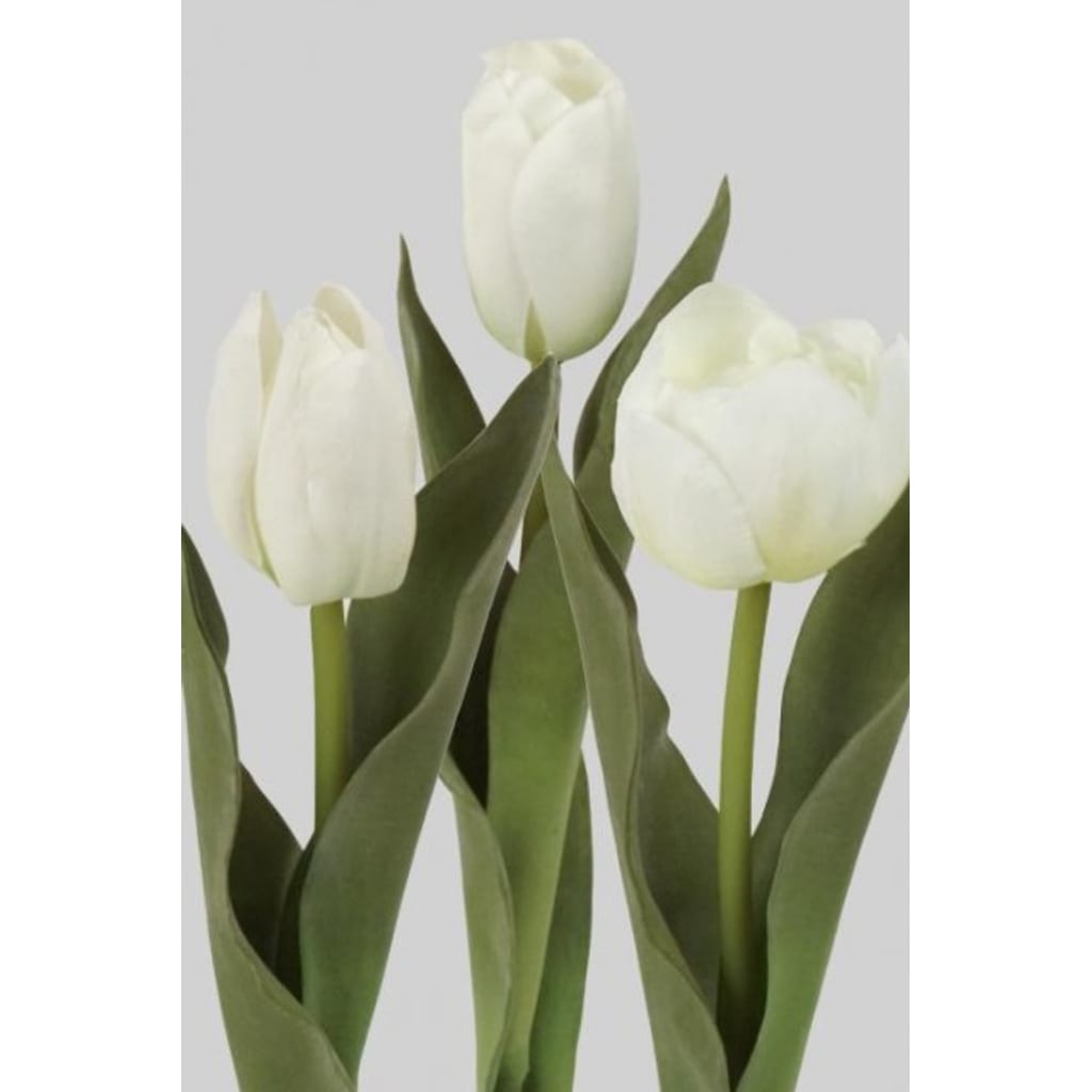 Tulipan Miks