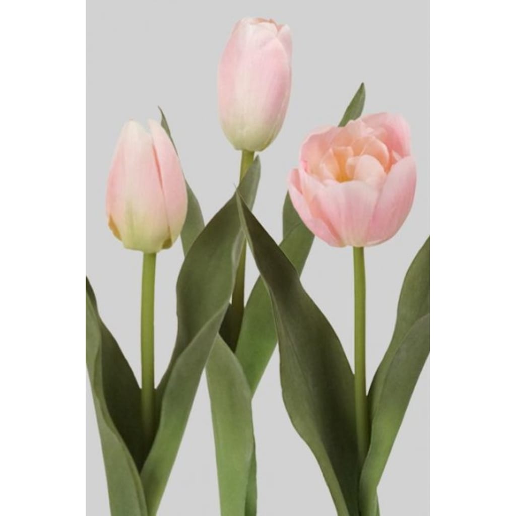 Tulipan Miks