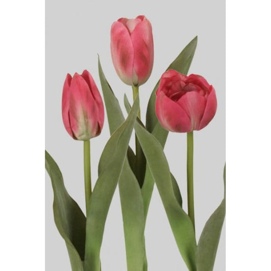 Tulipan Miks