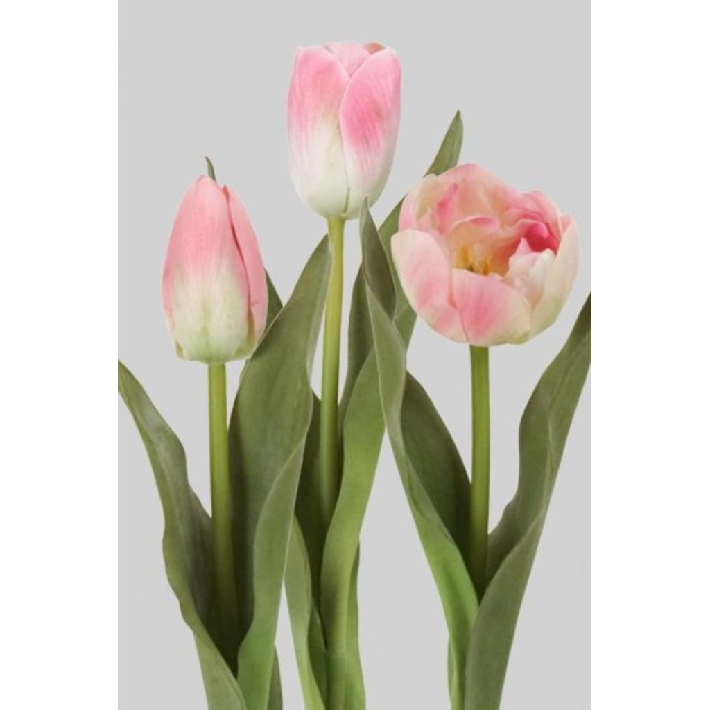 Tulipan Miks