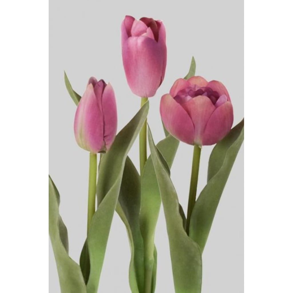 Tulipan Miks