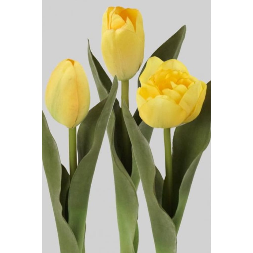 Tulipan Miks