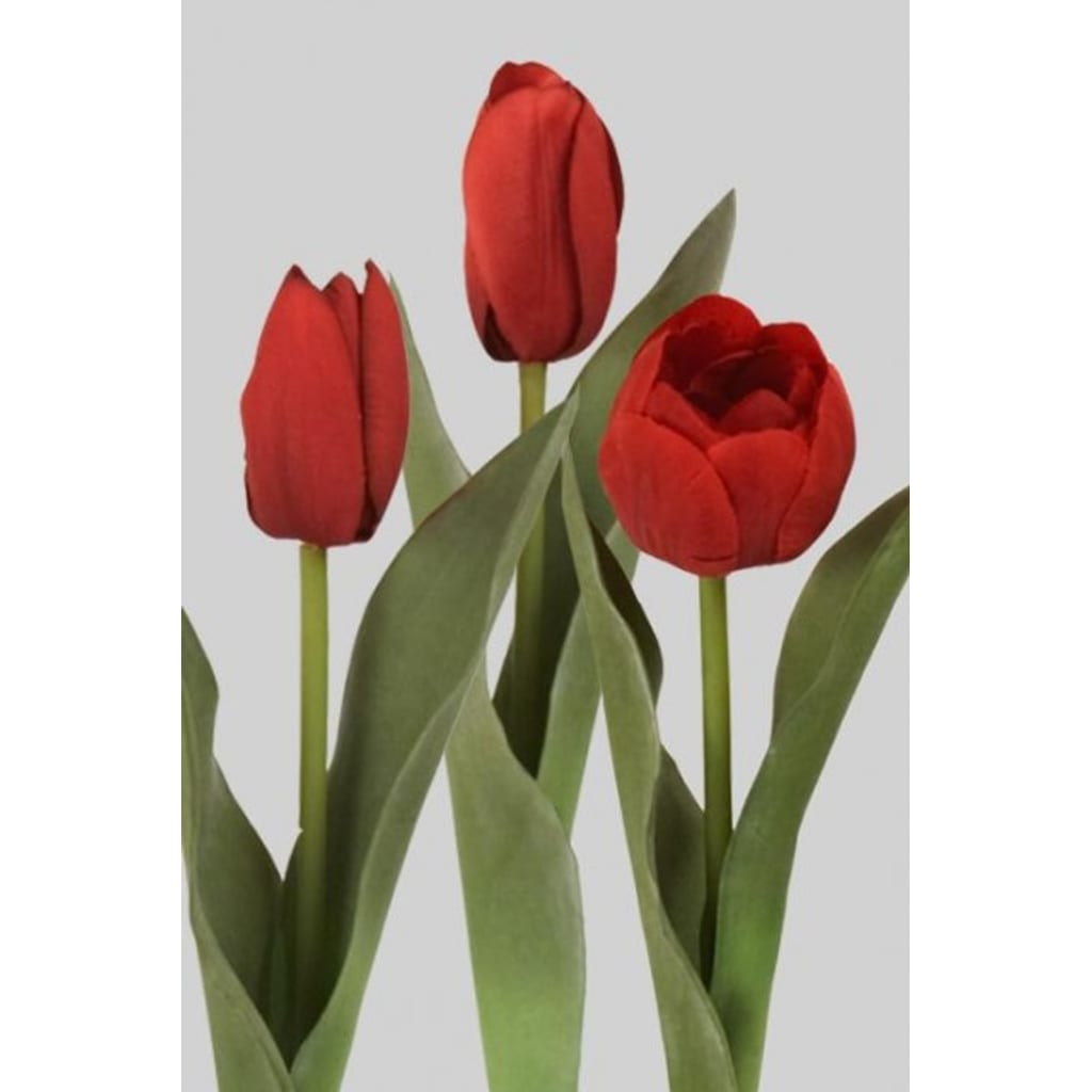 Tulipan Miks