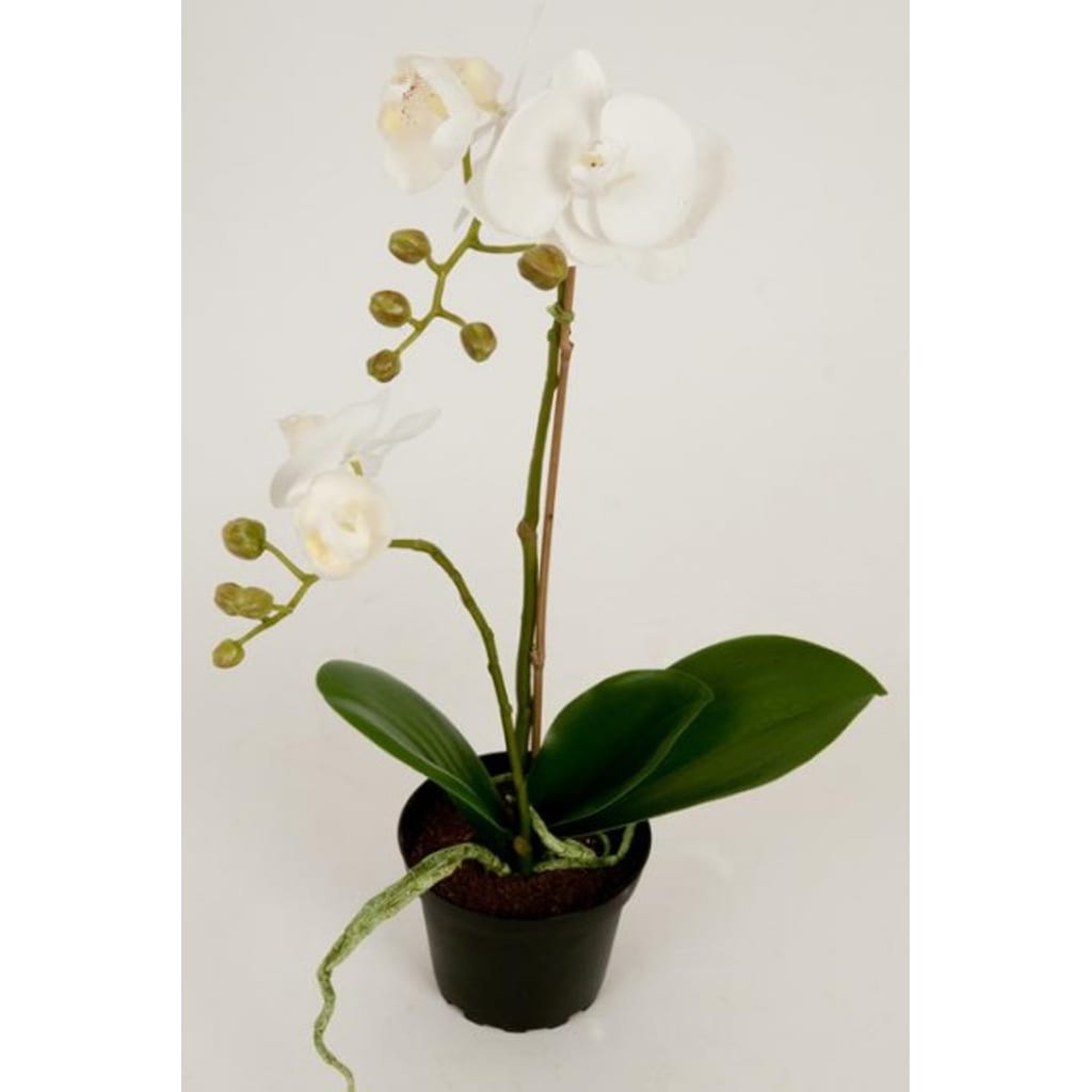 Phalaenopsis Hvit 45cm