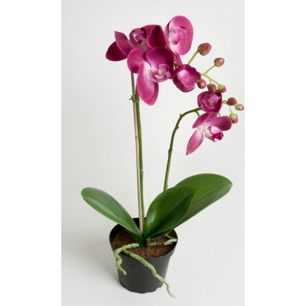 Phalaenopsis Mørk Lilla 45cm