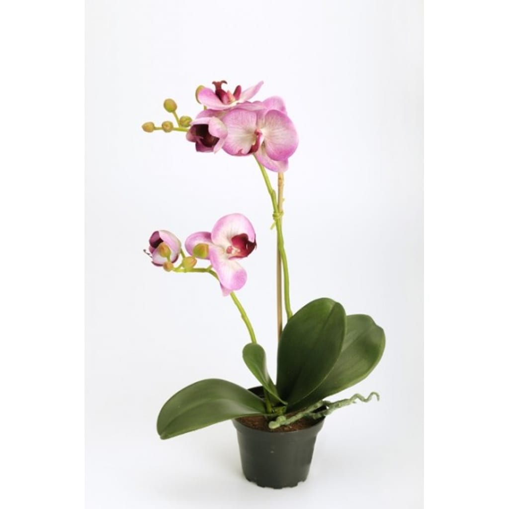 Phalaenopsis 45cm lilla