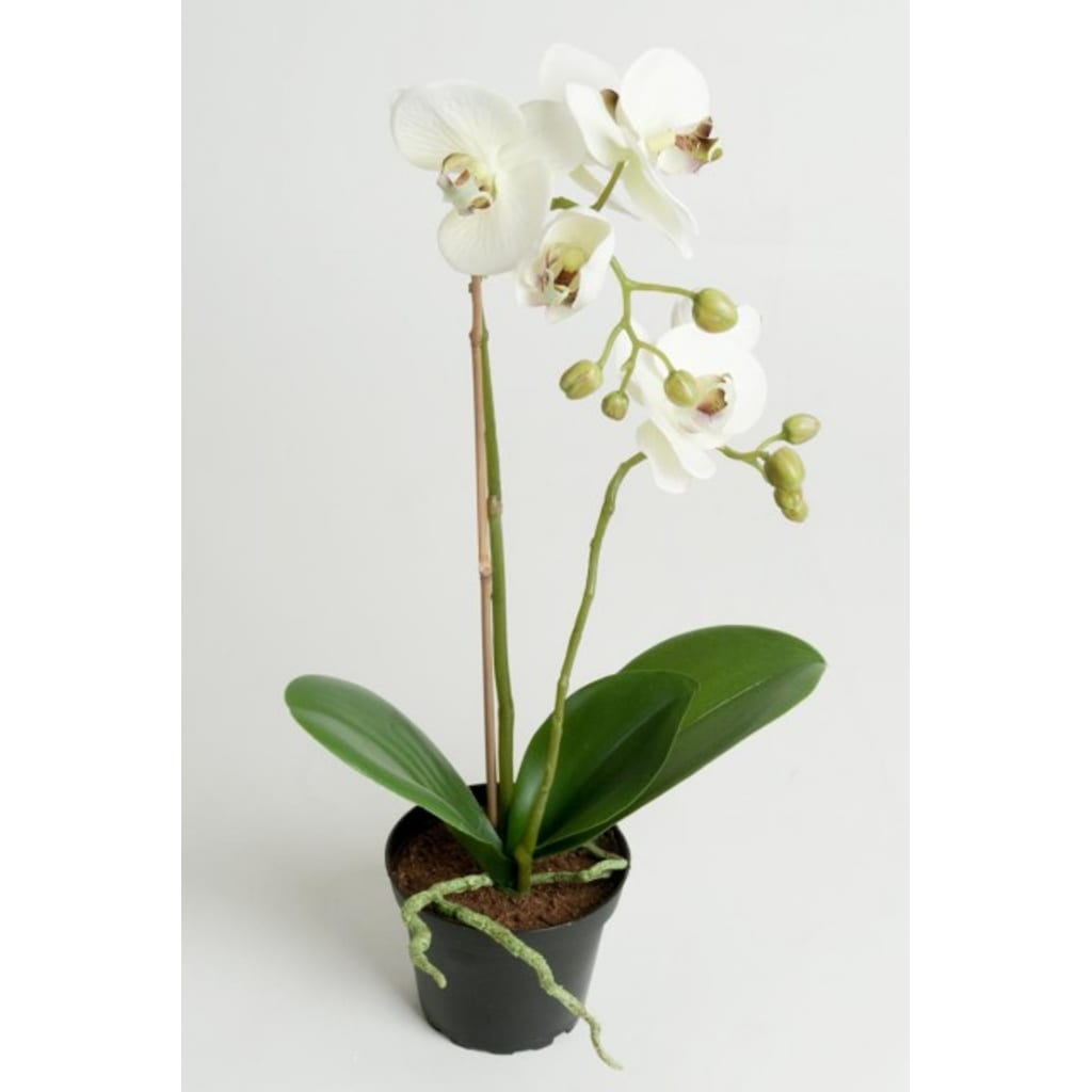 Phalaenopsis Grønn 45cm