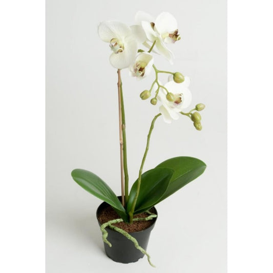 Phalaenopsis Grønn 45cm
