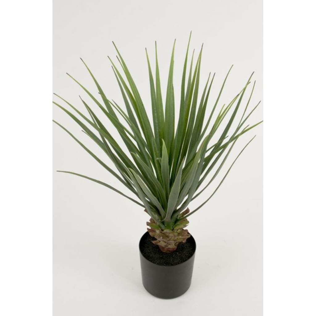Yucca