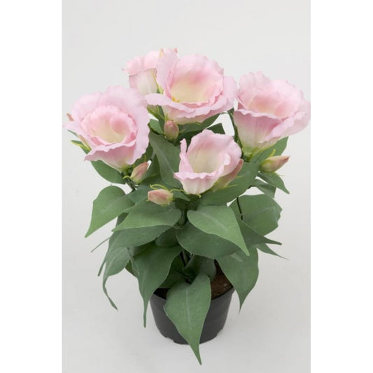 Prærieklokke Rosa