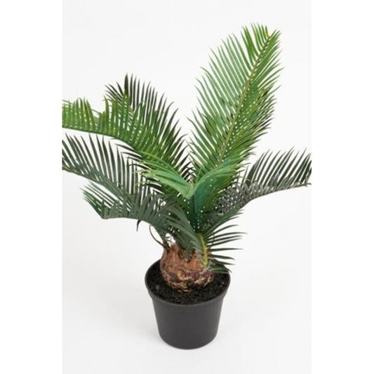 Cycas palme 40cm