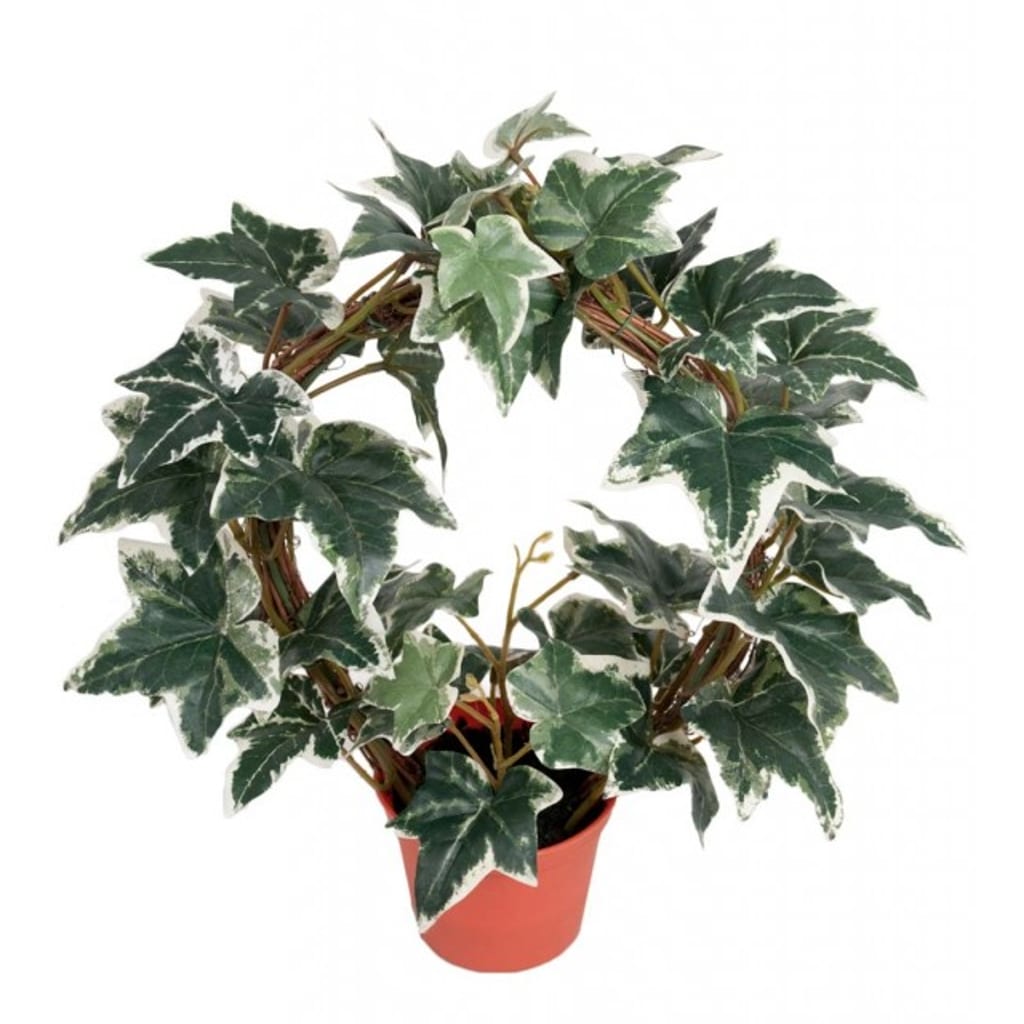 Eføyring i potte 38cm