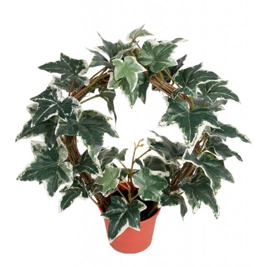 Eføyring i potte 38cm