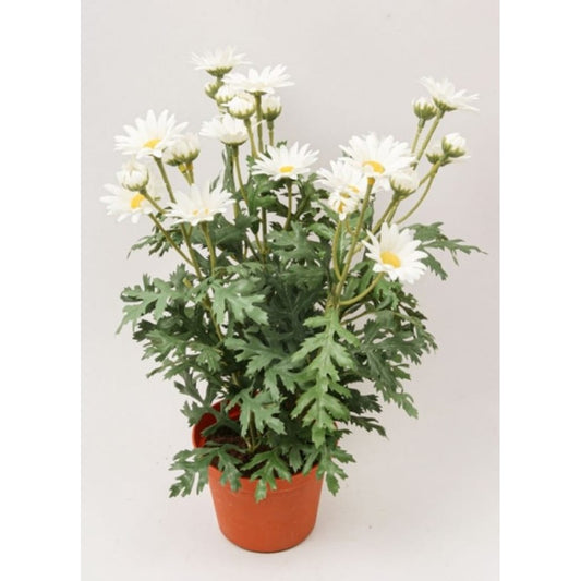 Margeritt