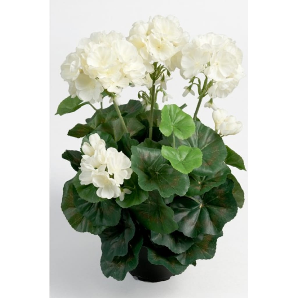 Geranium Hvit 35cm