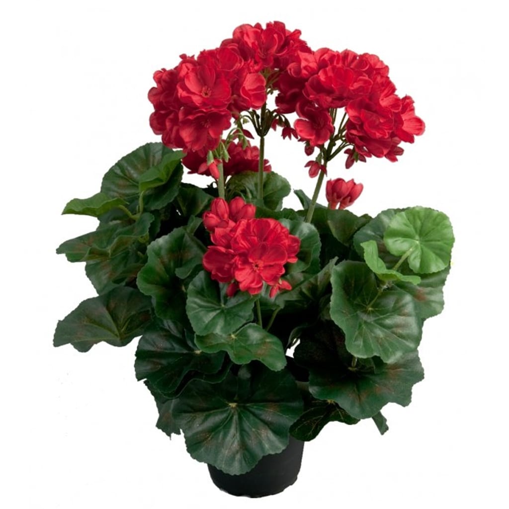 Geranium rød 35cm