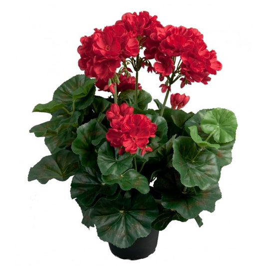 Geranium rød 35cm