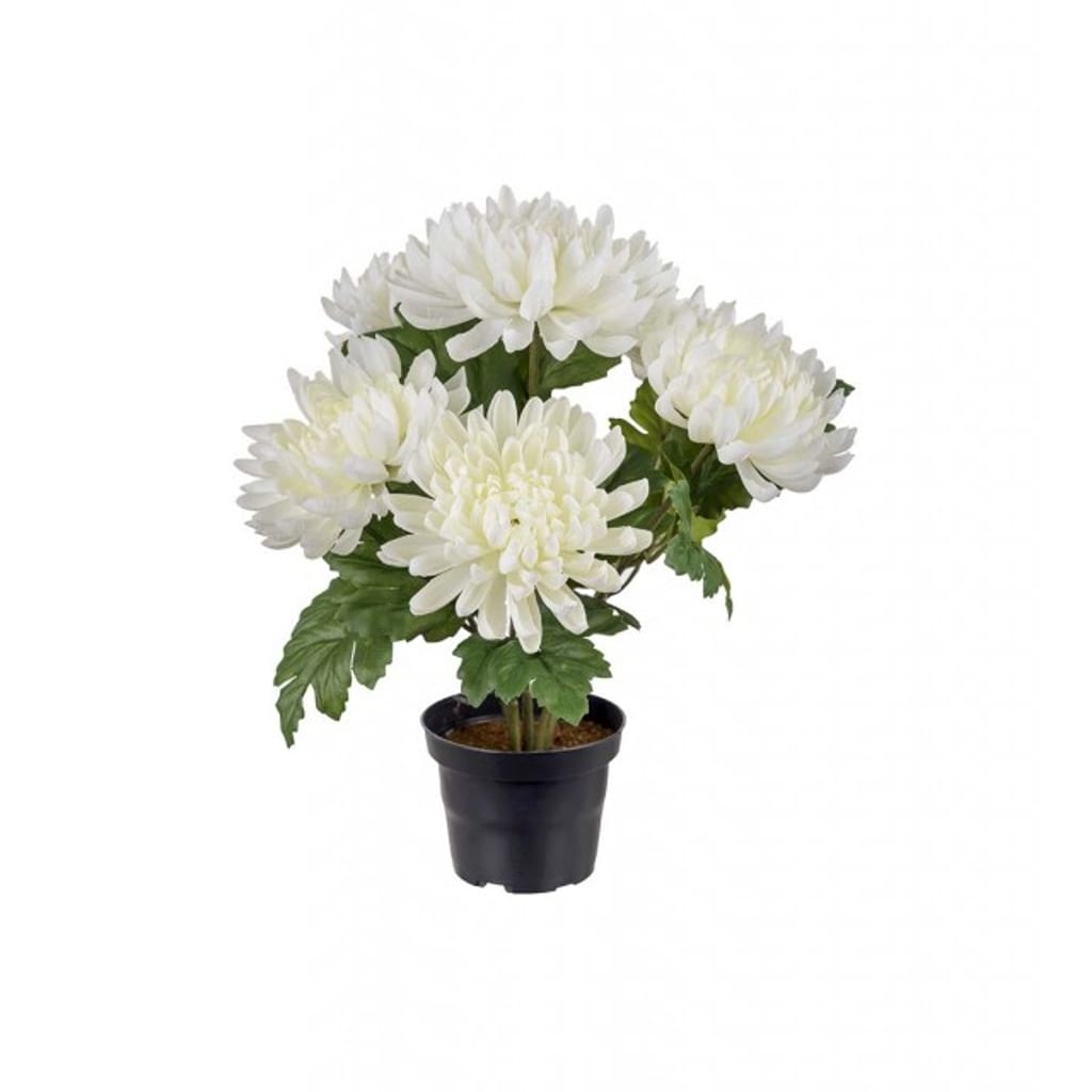 Krysantemum 30cm Hvit