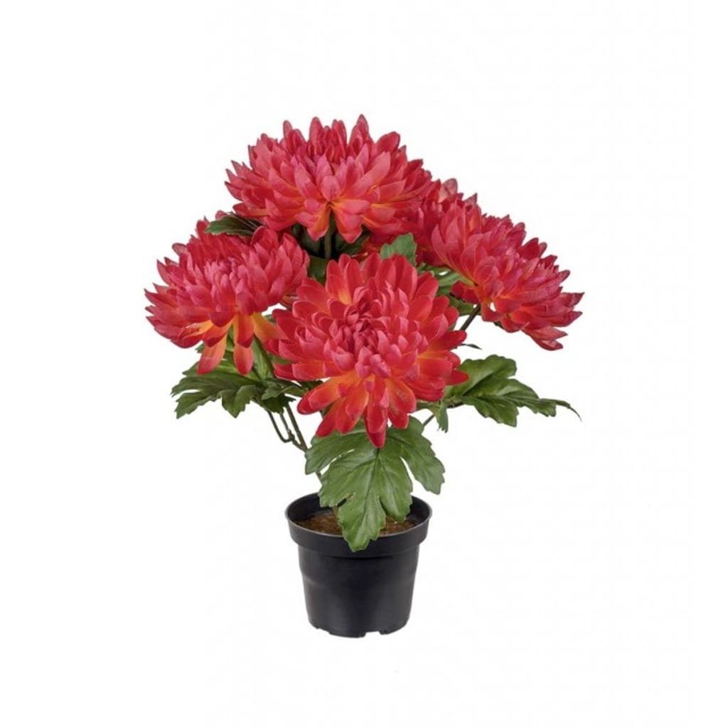 Krysantemum 30cm oransjerød