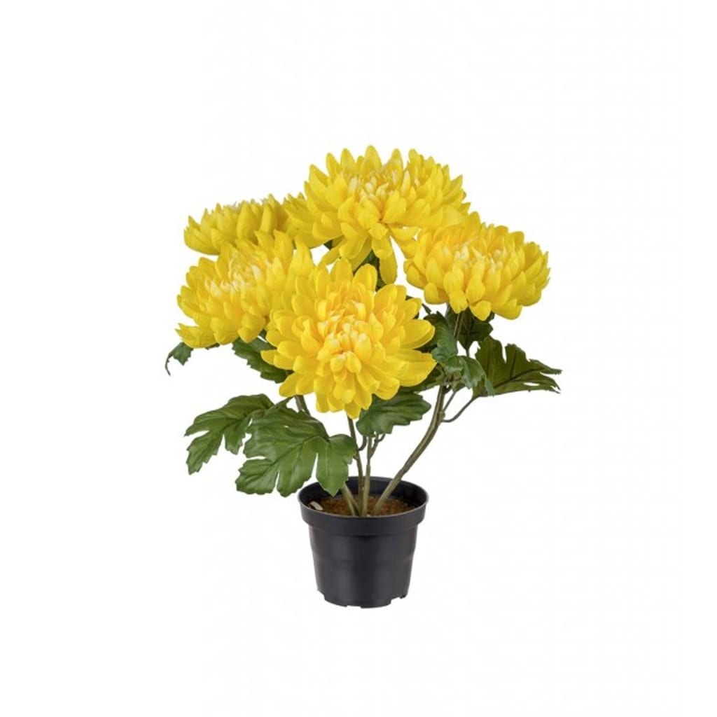 Krysantemum 30cm gul