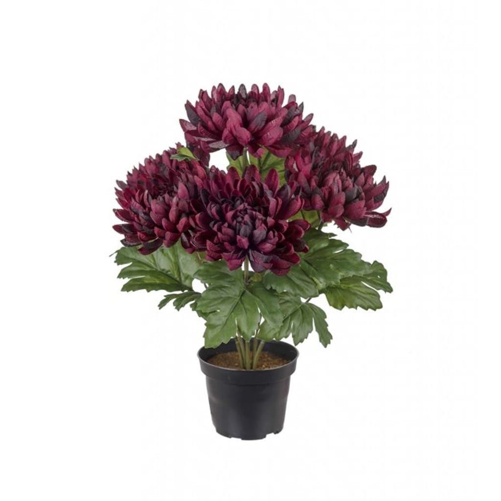 Krysantemum 30cm burgunder