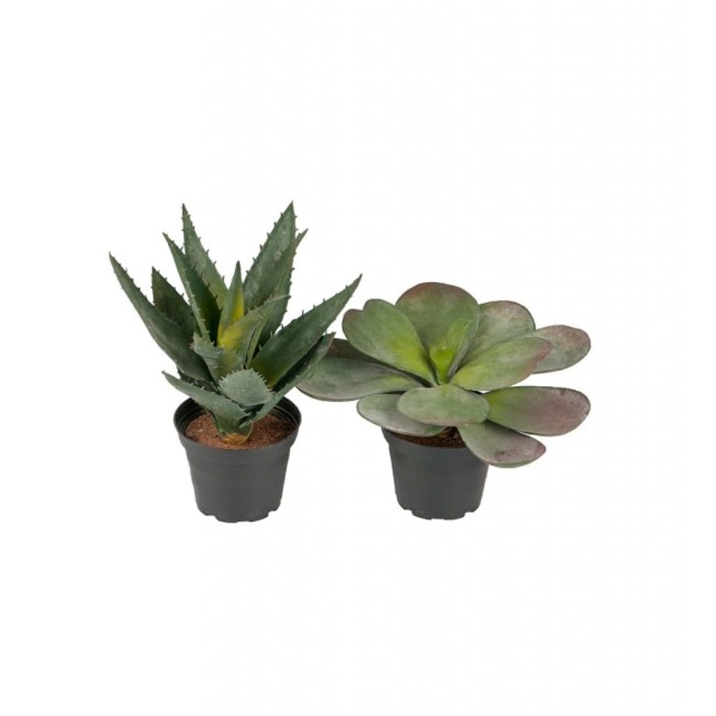 Succulent mix