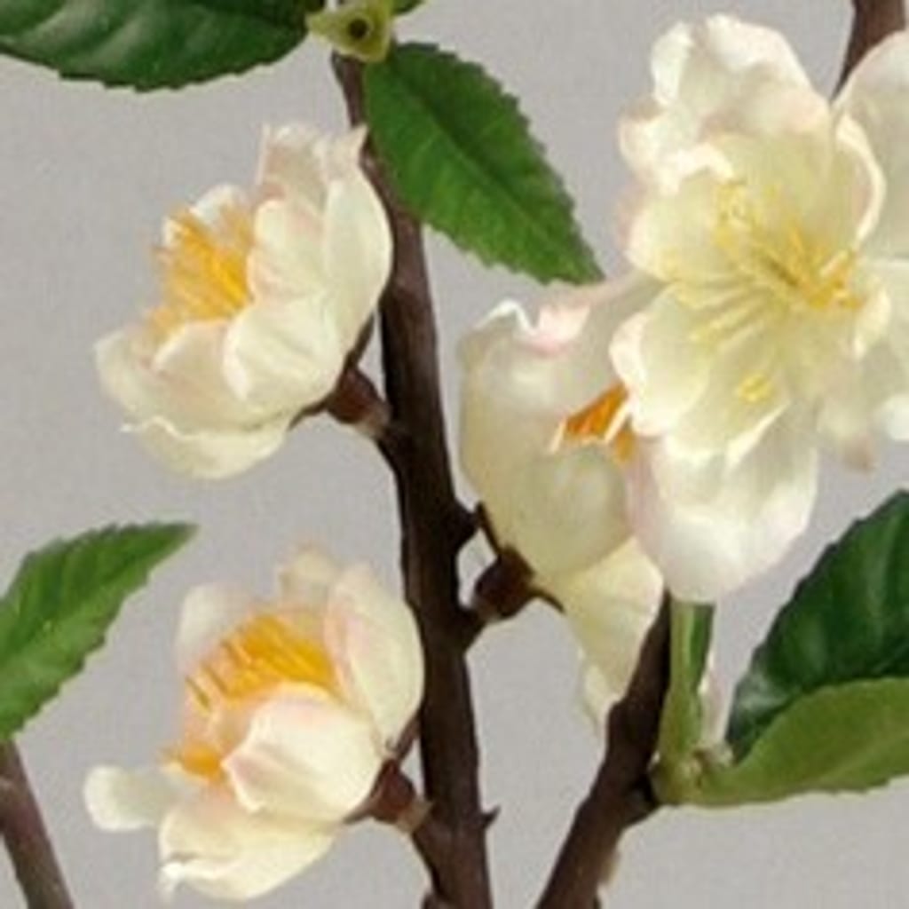 Kirsebærblomst 70cm krem