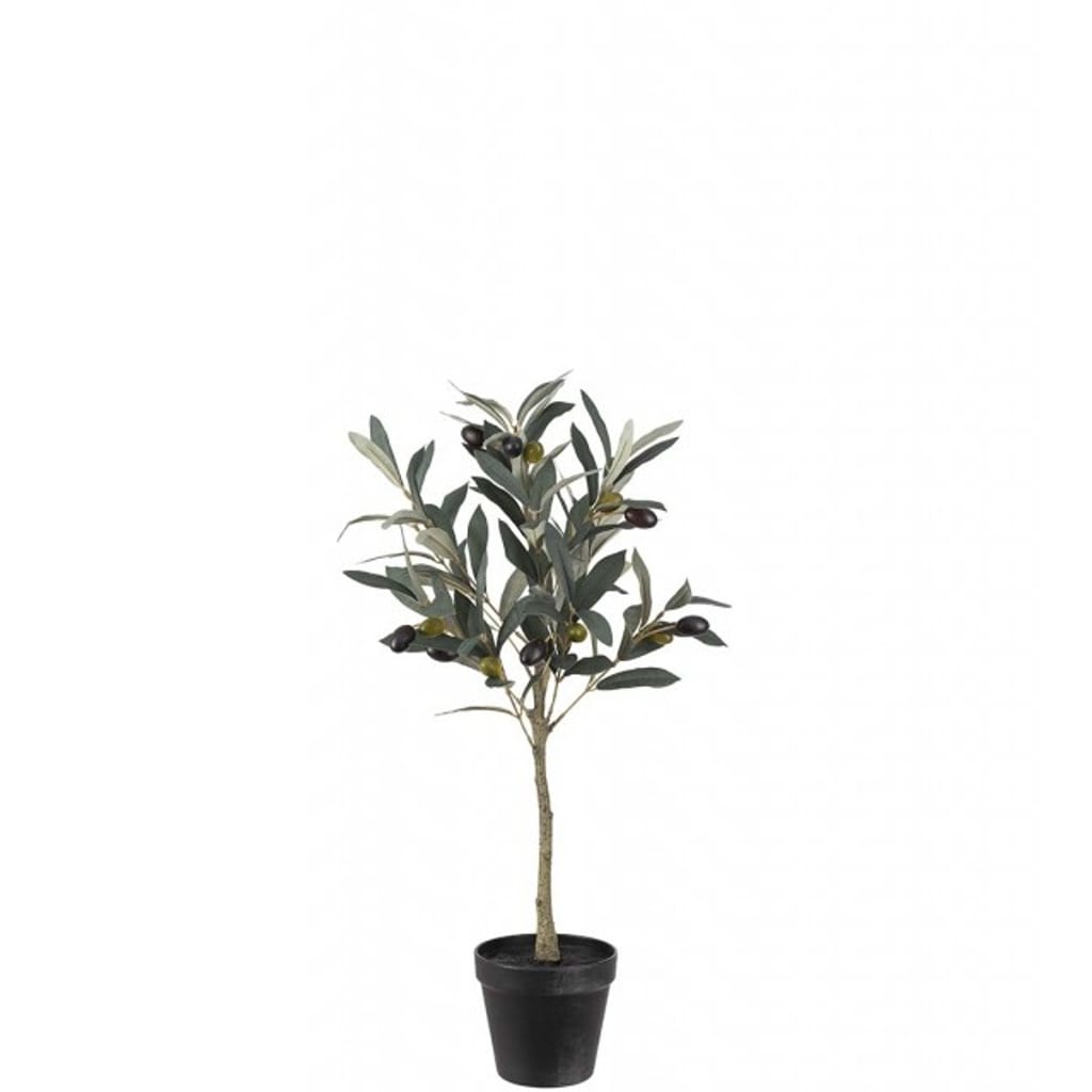 Oliventre 55cm