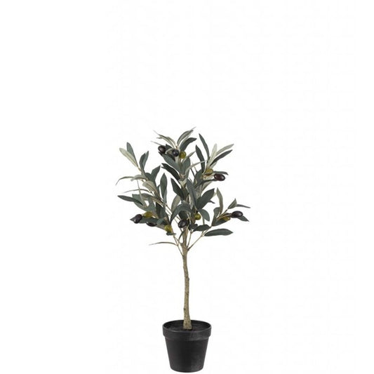 Oliventre 55cm