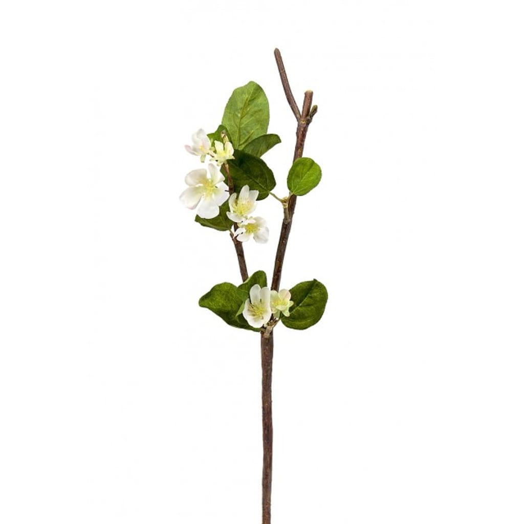Epleblomst 50cm