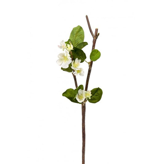 Epleblomst 50cm
