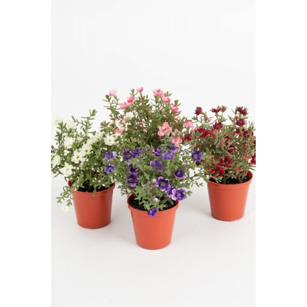 Miniblomster miks