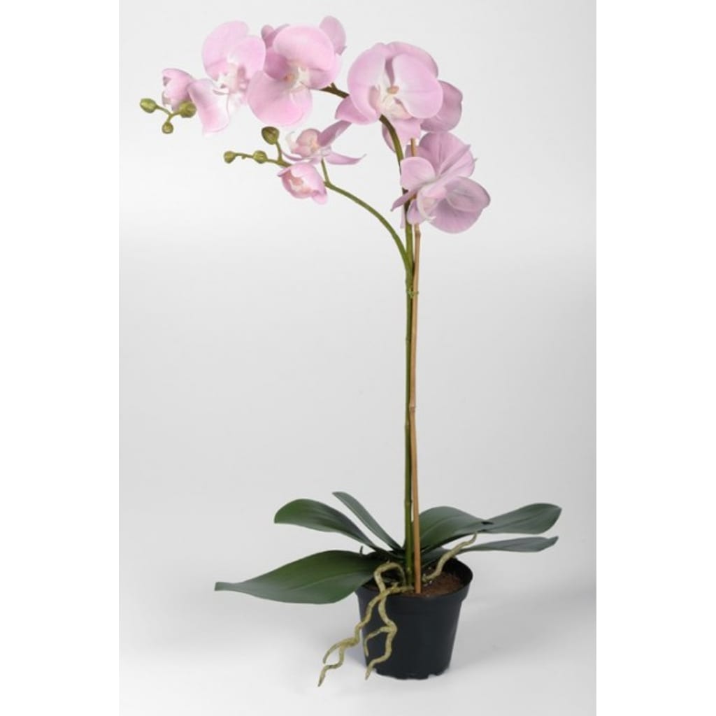Phalaenopsis 60cm Rosa