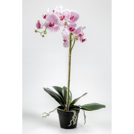 Phalaenopsis 60cm Lys Lilla