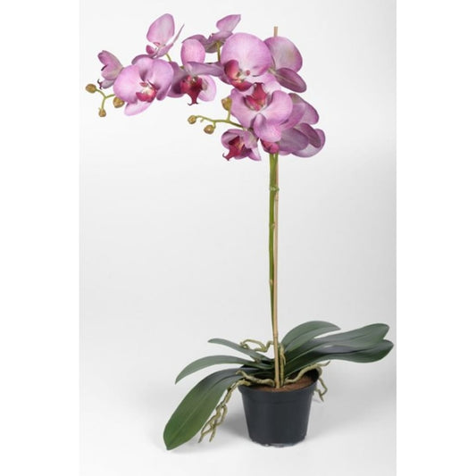 Phalaenopsis 60cm lilla