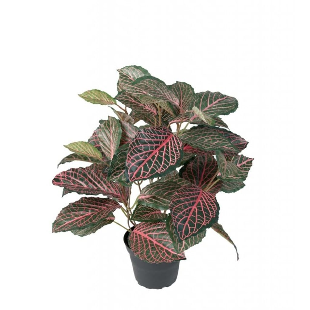 Fittonia 40cm