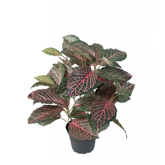 Fittonia 40cm