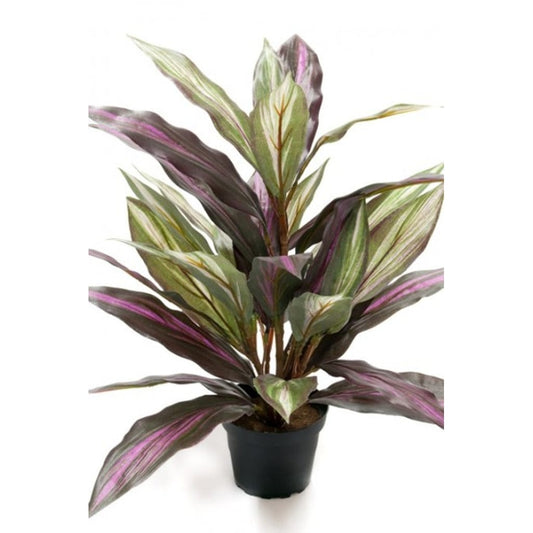 Draecena 40cm