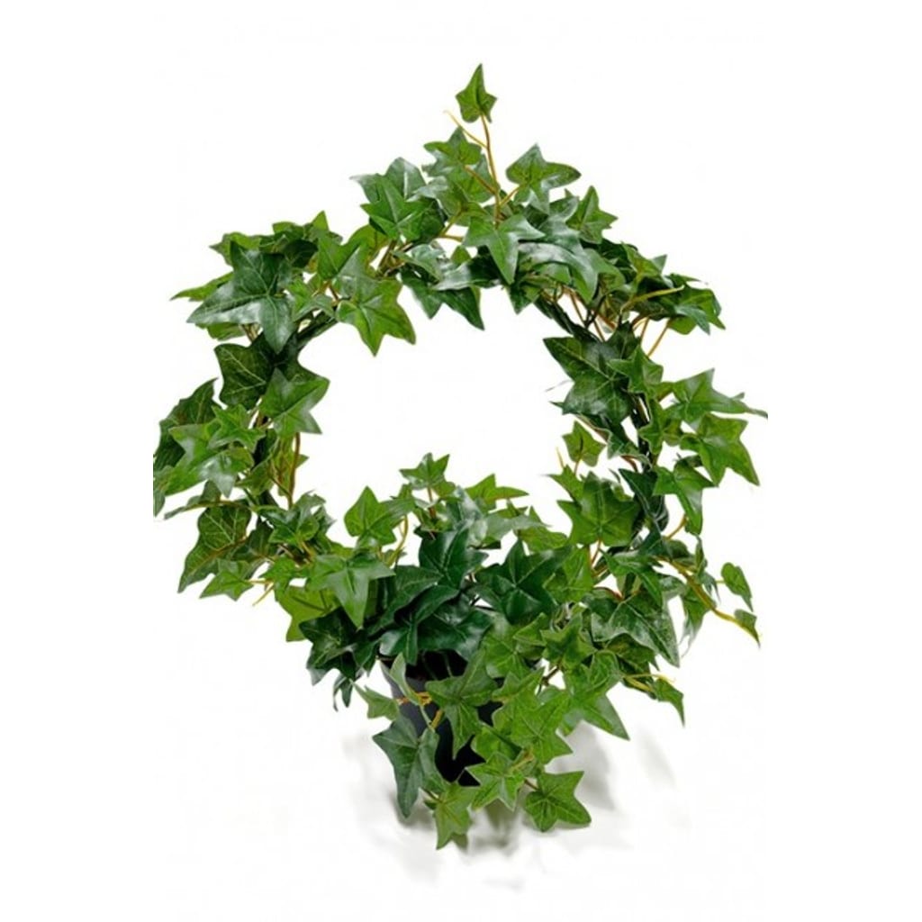 Eføy ring i potte 35cm